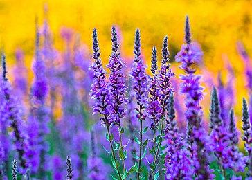 为封堵漏洞 《沙丘：觉醒》暂时禁用Steam家庭共享功能