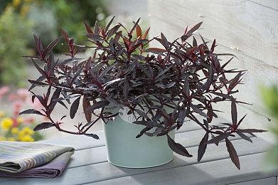 年度版《赛博朋克2077》明年上线 含往日之影DLC